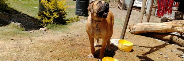 GilbertGBOS Profile Banner