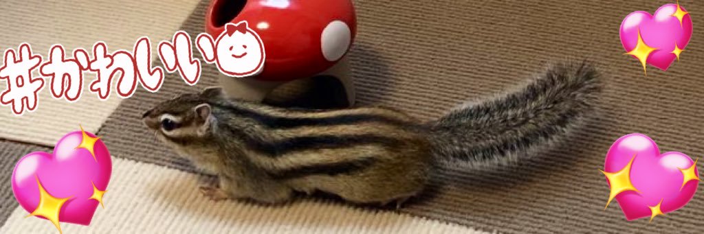 miccochi's profile banner image