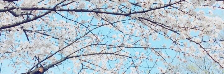 D banner