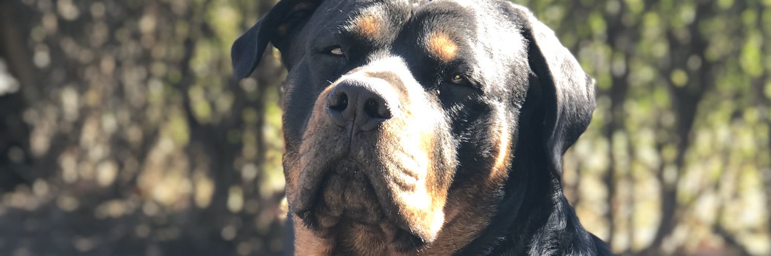 luco_coria4's profile banner image