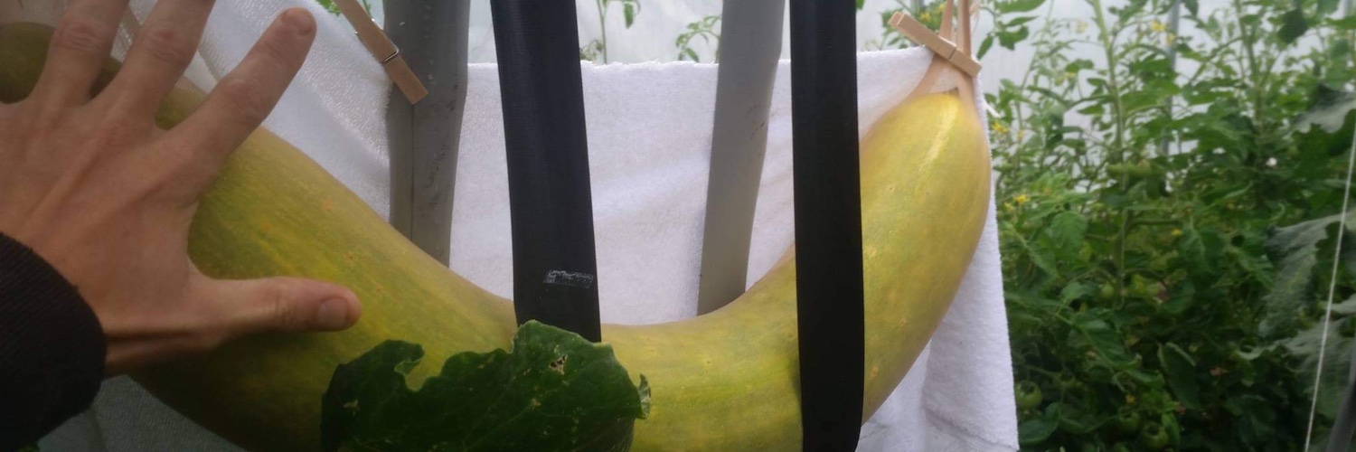 Sir Andrew W. White ♞ banner