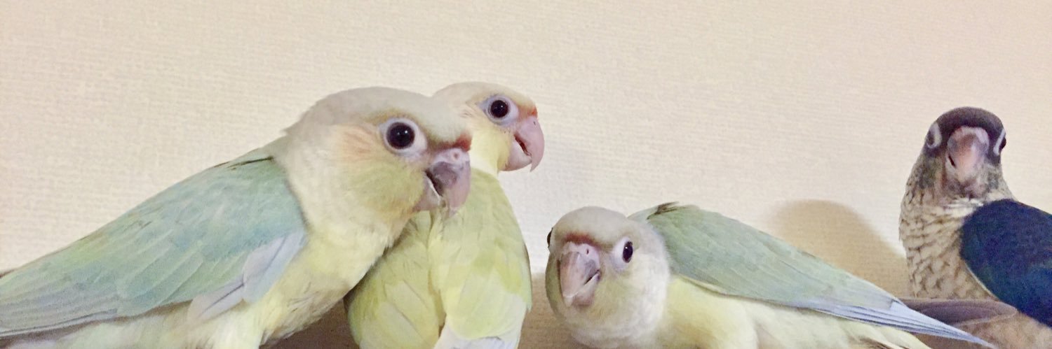 KitakoBird's profile banner image