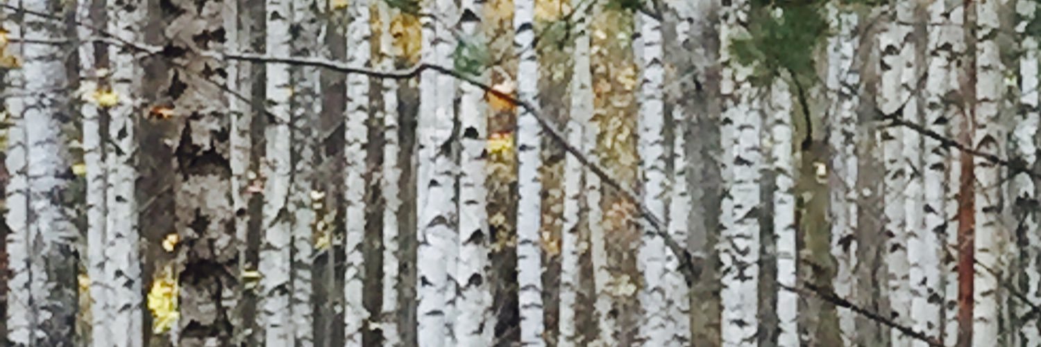 vintervalmue's profile banner image