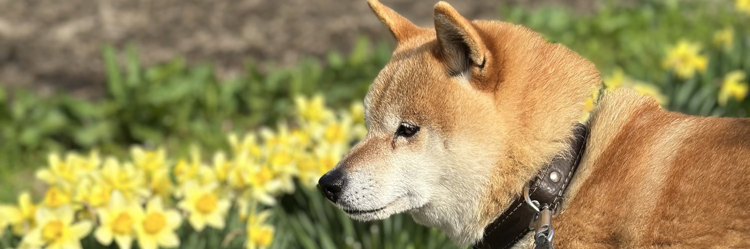 uchinomamesan's profile banner image