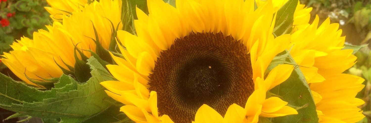 JulieTempest's profile banner image