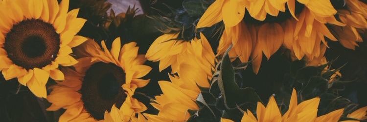 steph_narciso's profile banner image