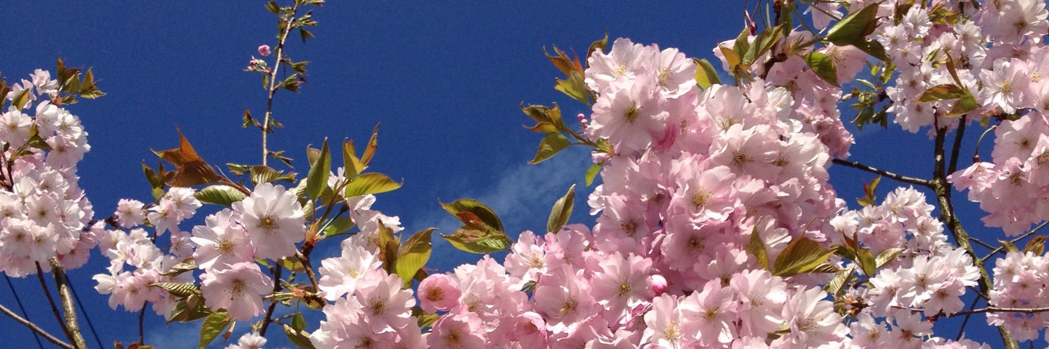 Jomoro's profile banner image