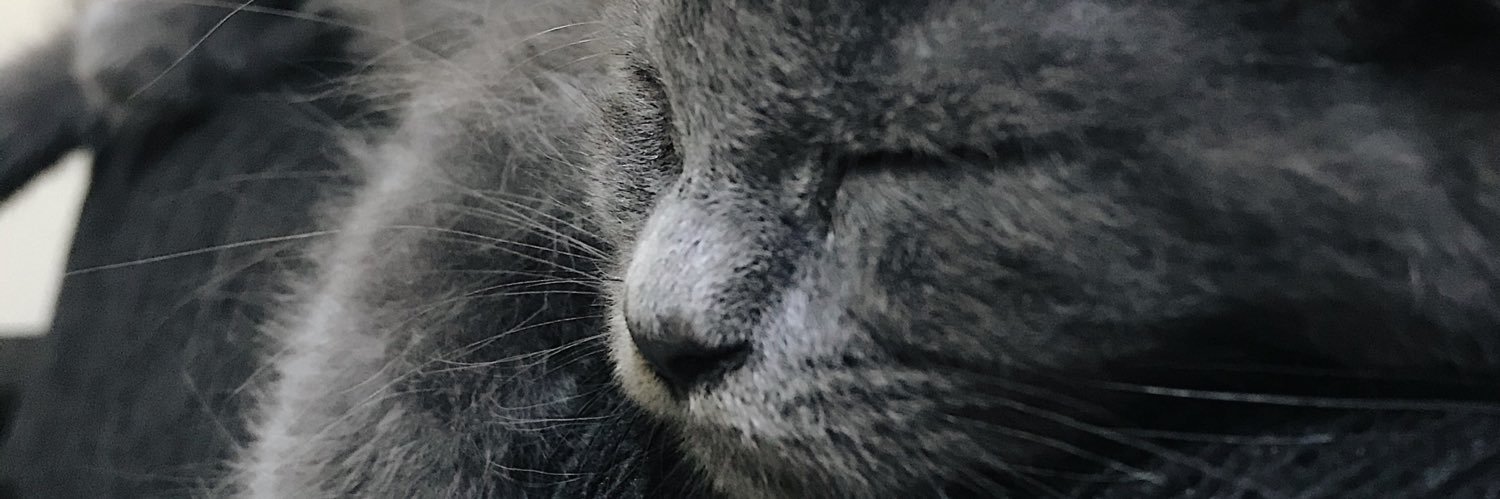 rosannaocha's profile banner image