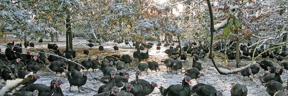 Great Grove Poultry banner