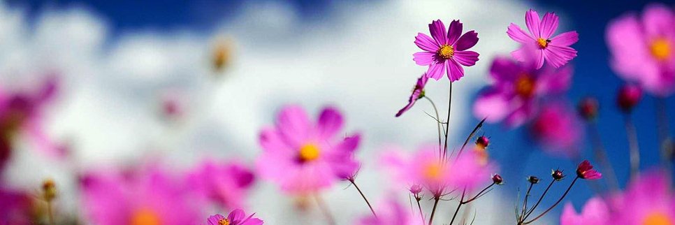 Heaven_Flower7's profile banner image