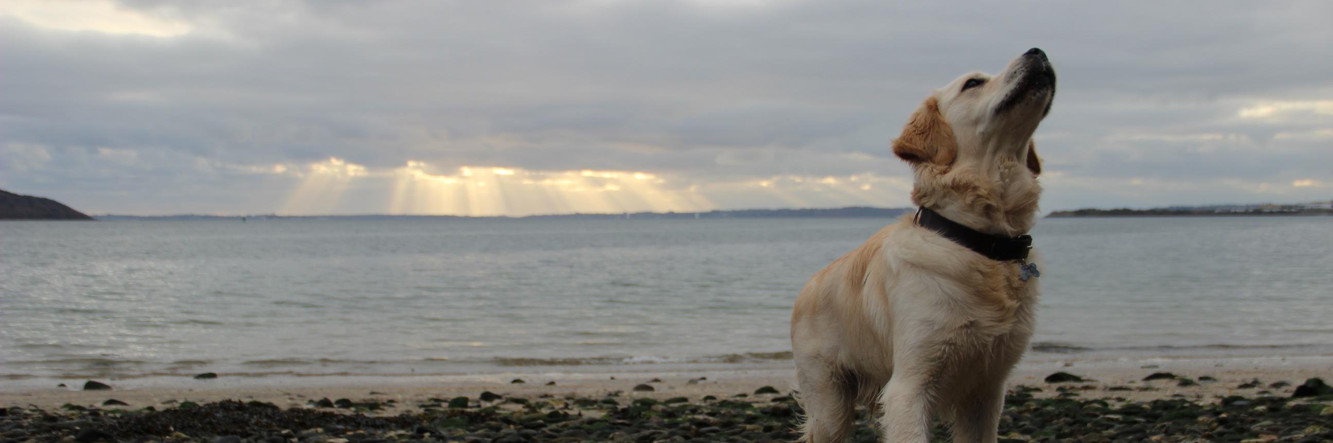 BitsyBoy2's profile banner image
