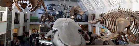 S P-T 🙅🏾‍♀️ 🇺🇸 🇯🇲🇬🇧 banner