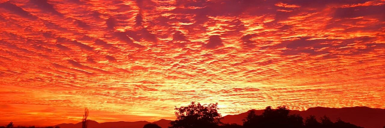 Estefania Castagneto🕊💉😷 banner