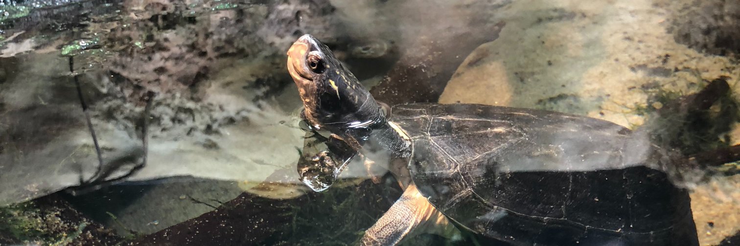ibrake4reptiles's profile banner image