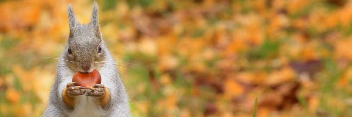 sayame0211's profile banner image