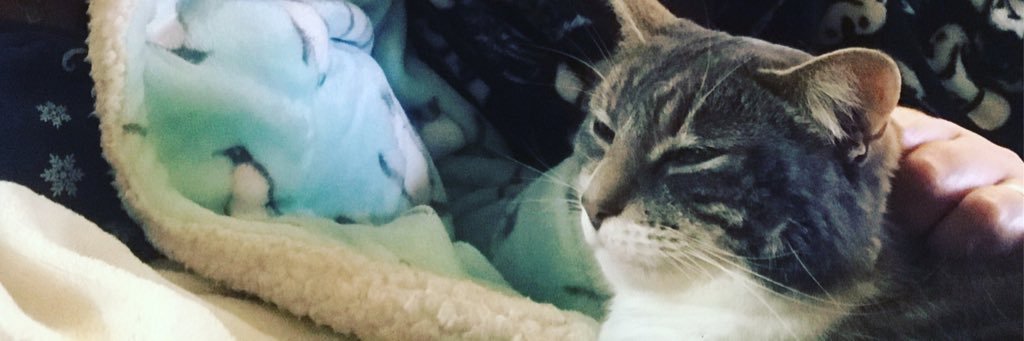 annaleachester's profile banner image