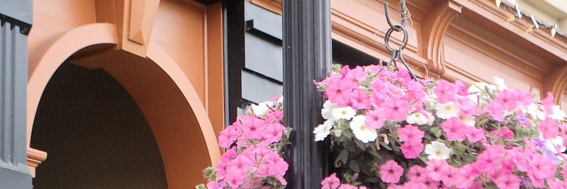 Albany Visitors banner