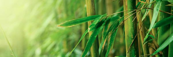 HotBamb Profile Banner