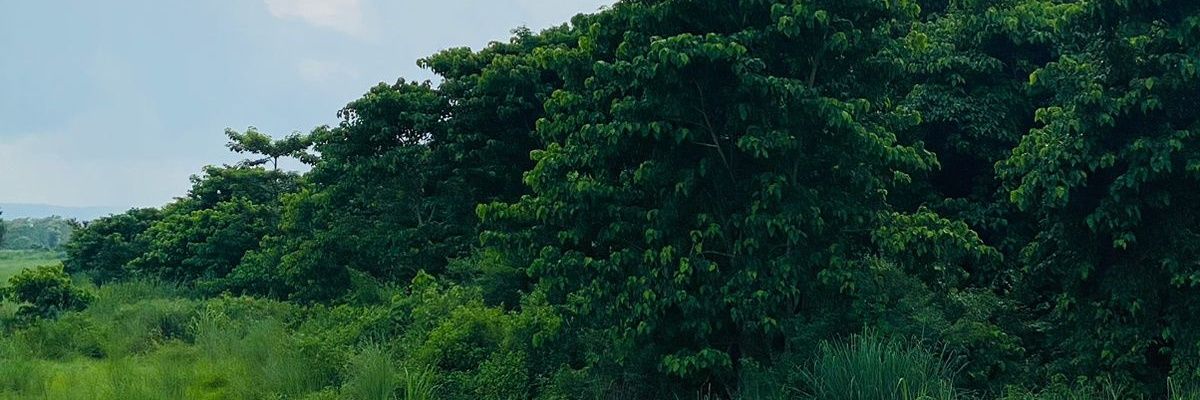 ppremnyaupane's profile banner image