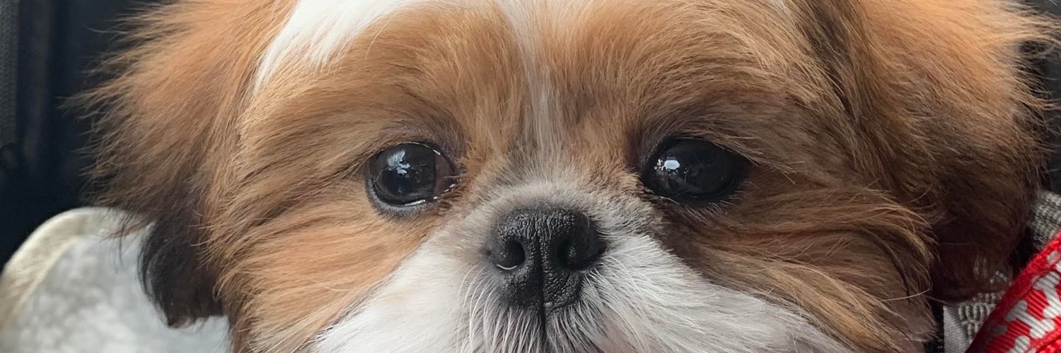 Maggie Wunderlich banner