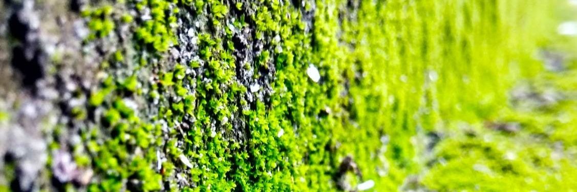 RAJEEVSRI1's profile banner image