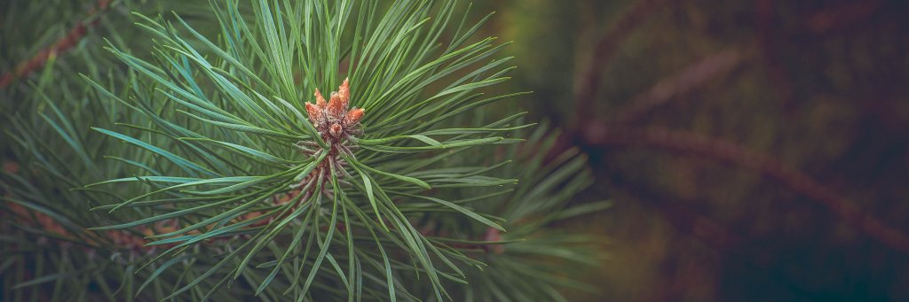 Trees4Tomorrow's profile banner image
