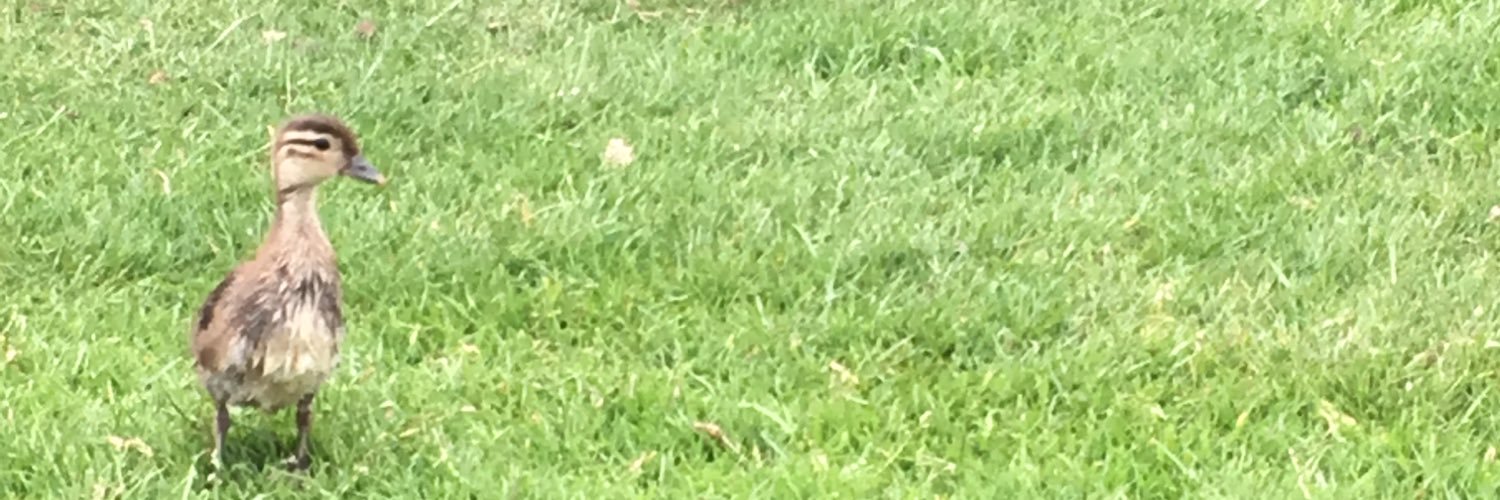 MissRoe's profile banner image