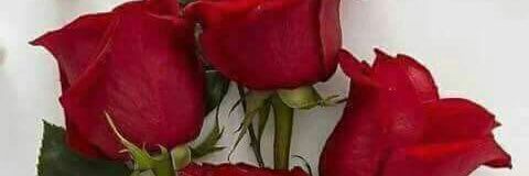 ziyad_amer's profile banner image