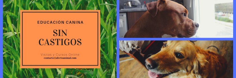 AfectoAnimal's profile banner image