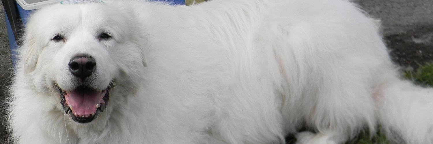 JurassicBark_'s profile banner image