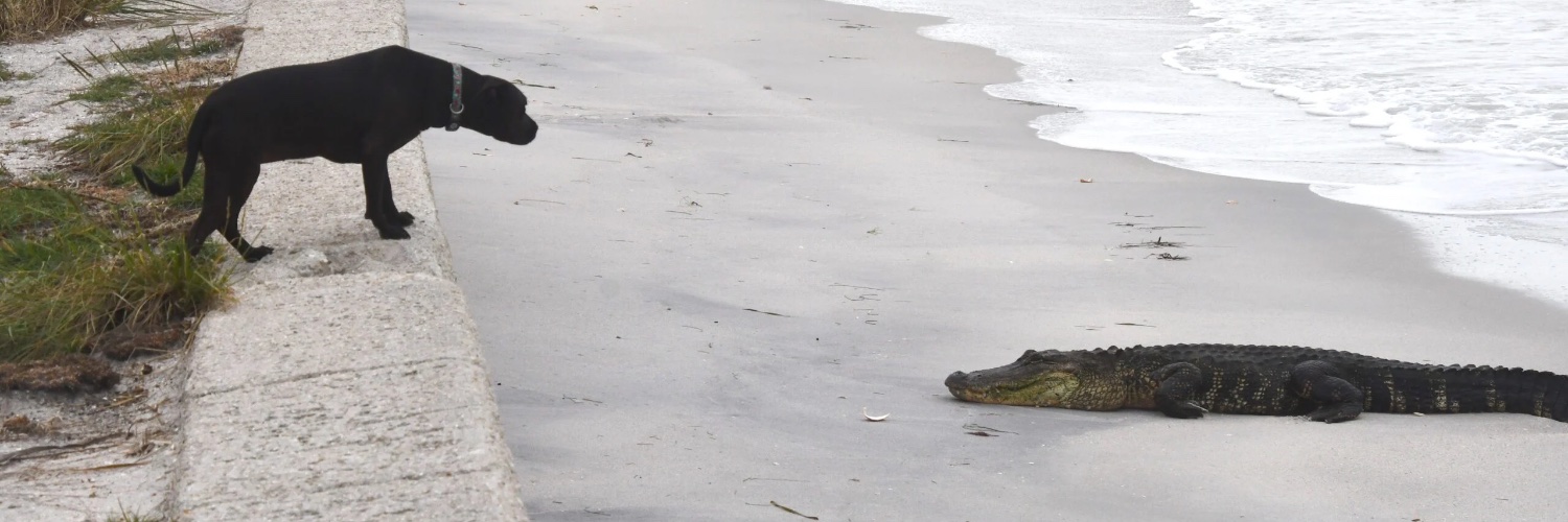 Boca Beacon: Weekly Newspaper of Boca Grande banner