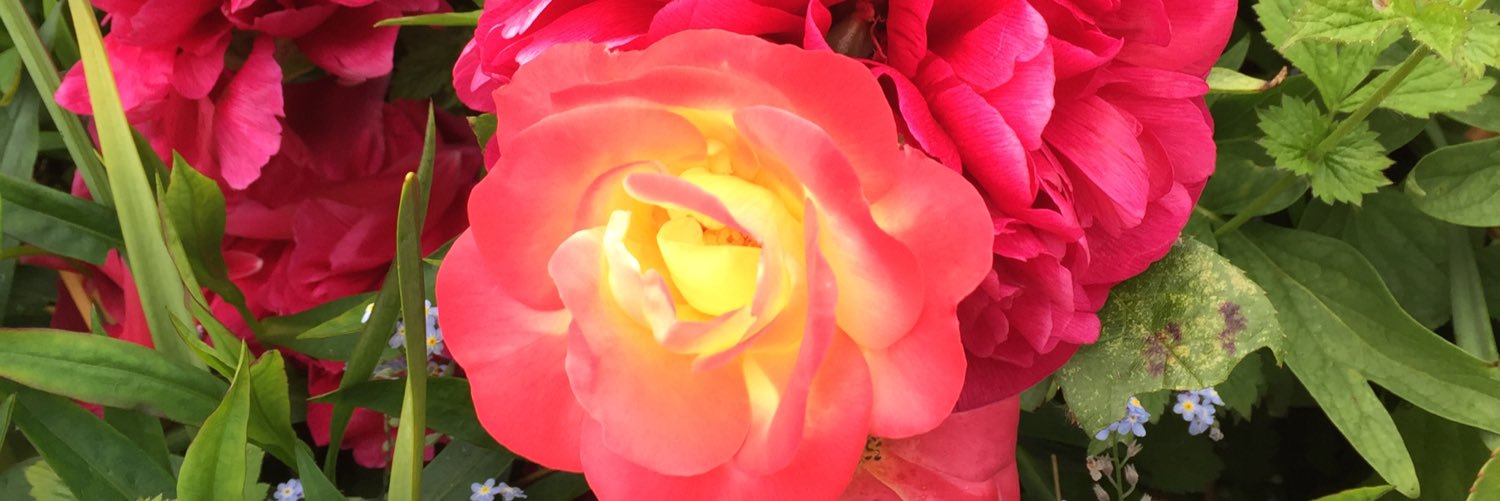 SternMiss's profile banner image
