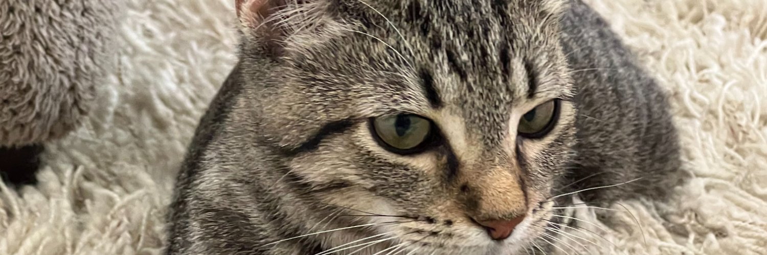 MarcTMorelli's profile banner image