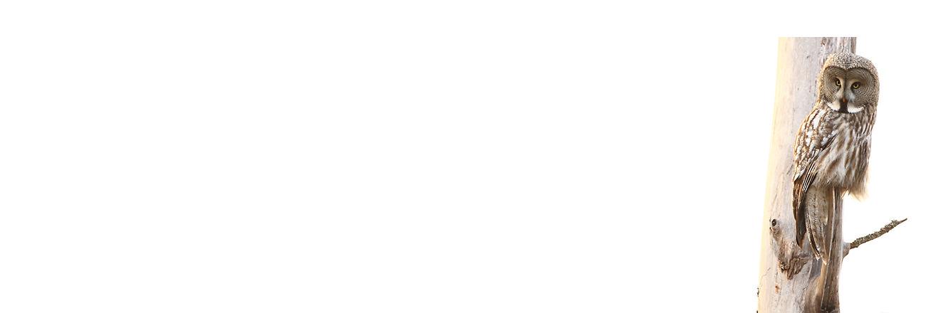 Reto Burri banner
