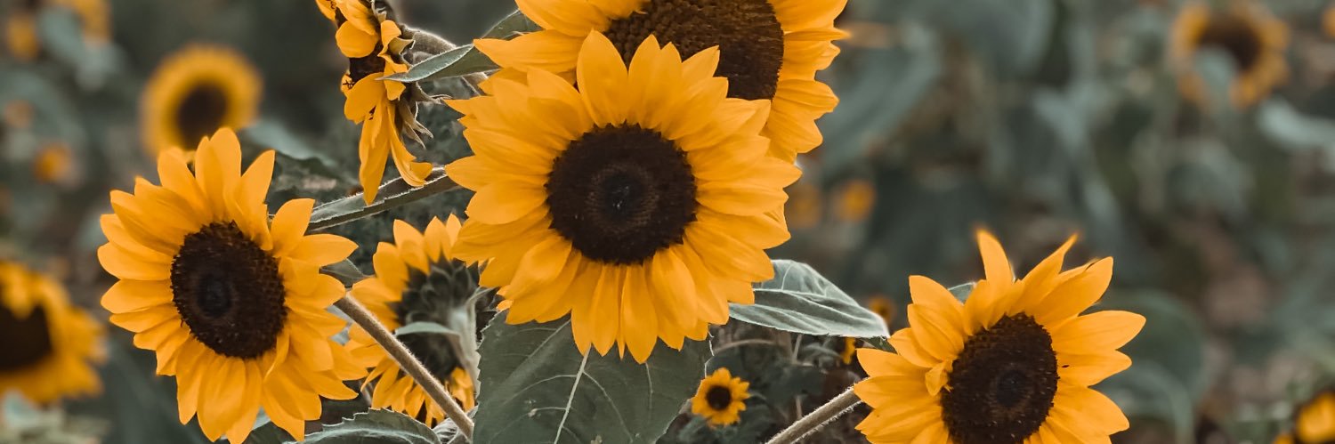 JocelynGrove's profile banner image