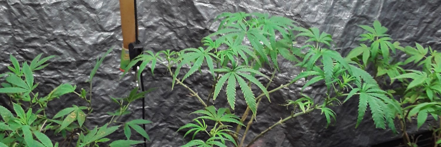 jonesisstoned's profile banner image