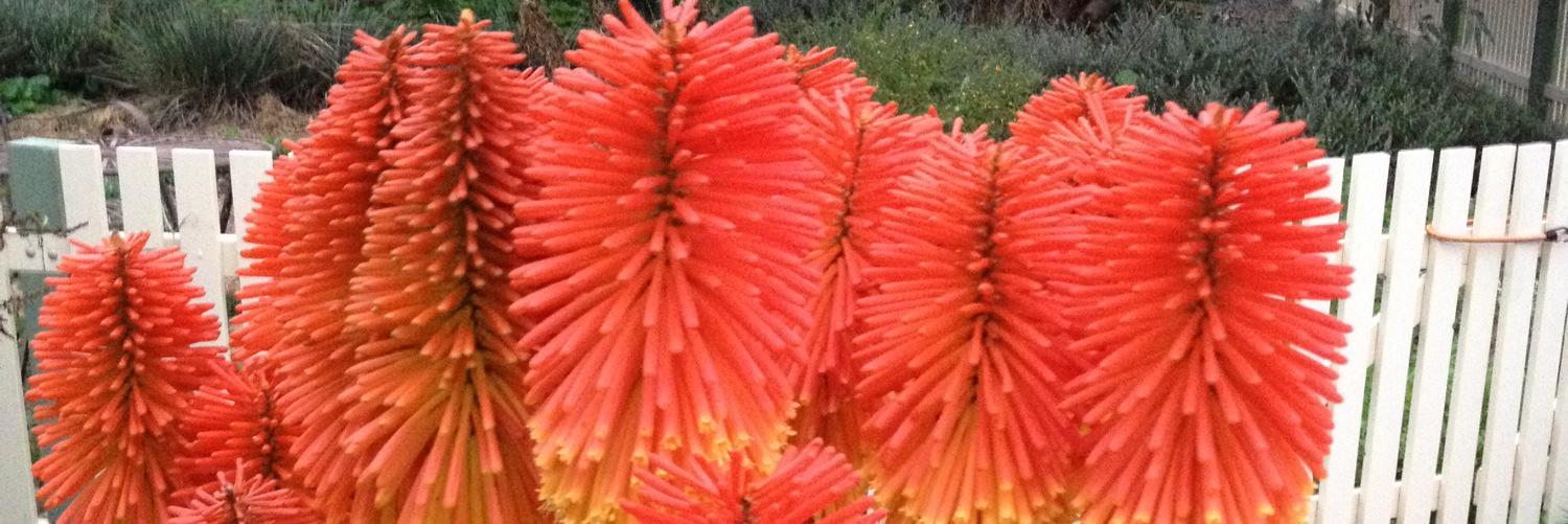 mark macca 🐅🐅🏆 banner