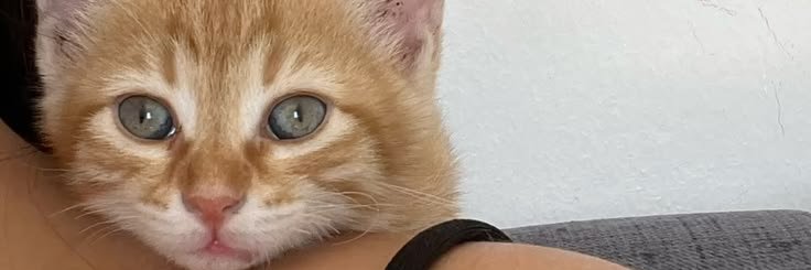 lillyerra's profile banner image