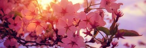 Lmea29's profile banner image
