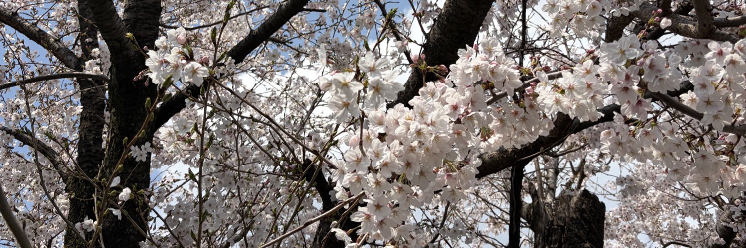 さくら🌸 banner