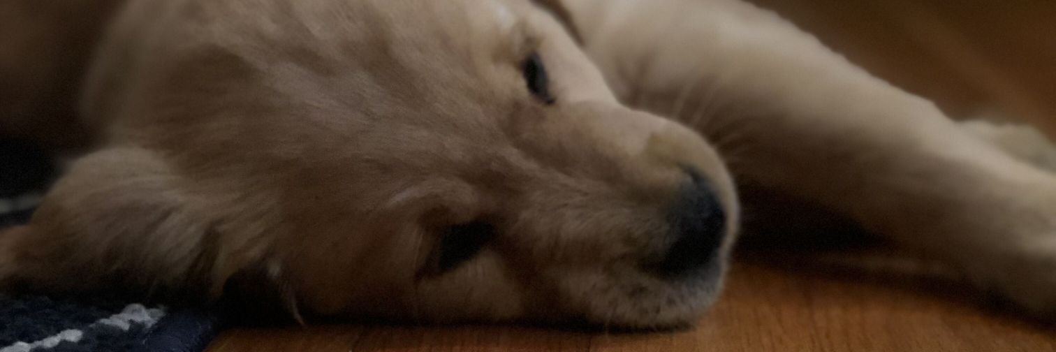 HarttDillan4's profile banner image