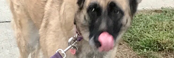 frostedtee's profile banner image