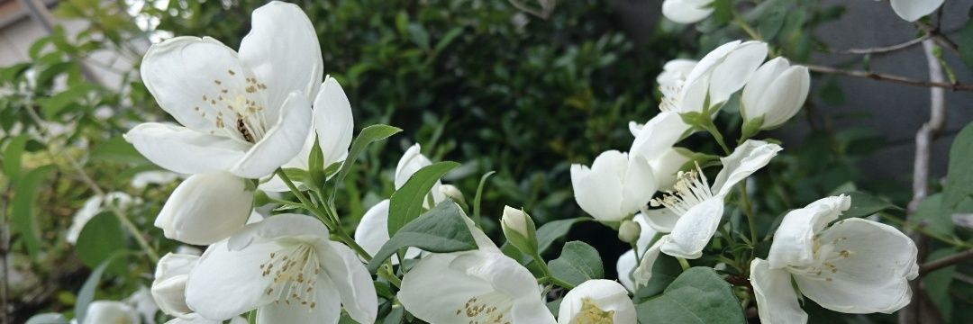 rizu9126's profile banner image