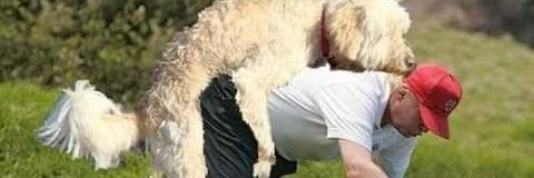 David Oz 🇺🇸🌻☮️ banner