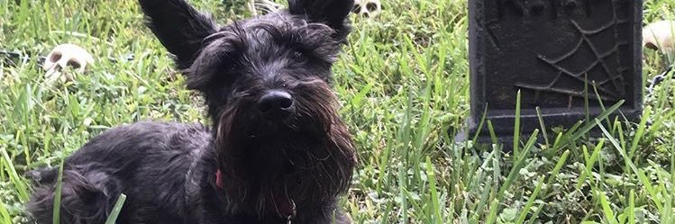 SebassRod's profile banner image