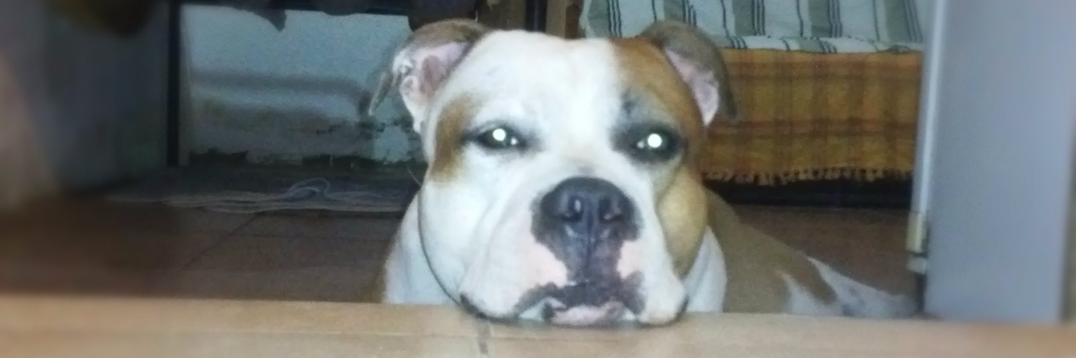 _hoomie's profile banner image