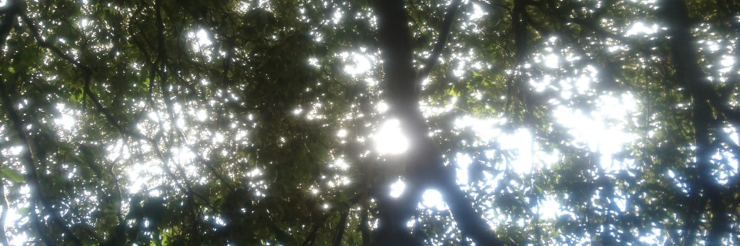 Susan Gallagher banner