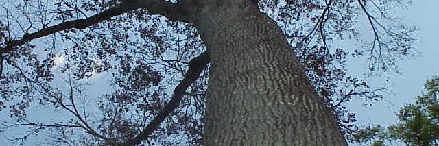 LSU_arborists's profile banner image