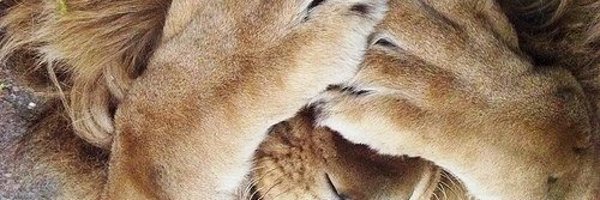 evelinesalario Profile Banner