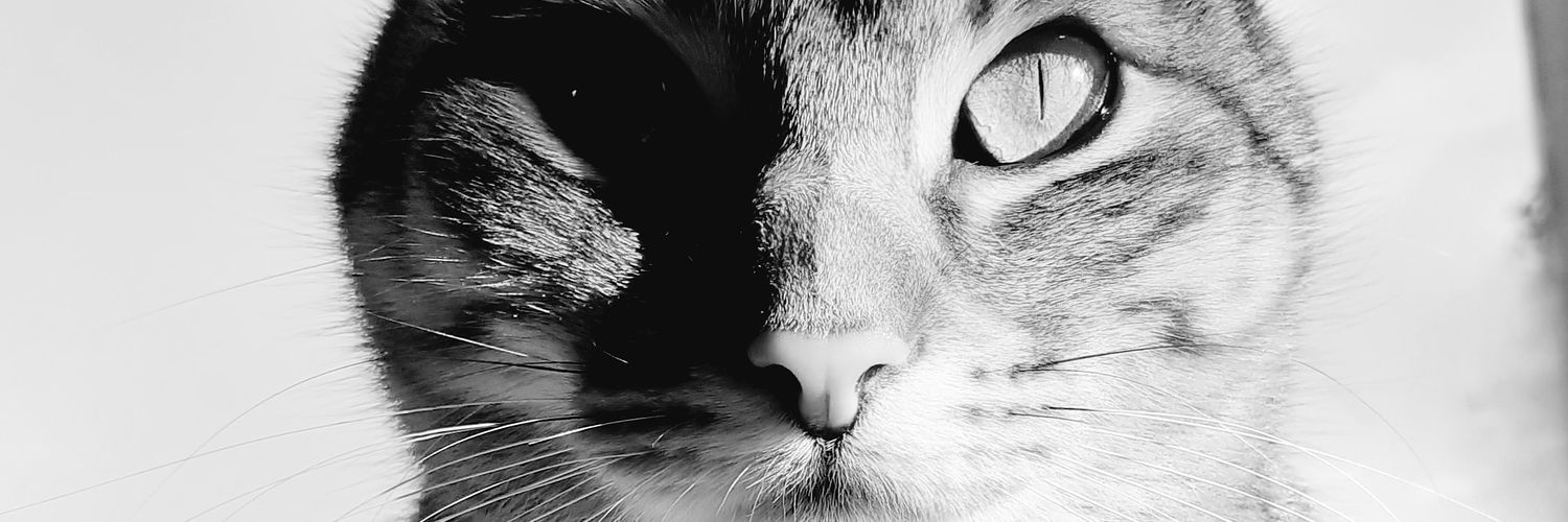 Carolinida8's profile banner image